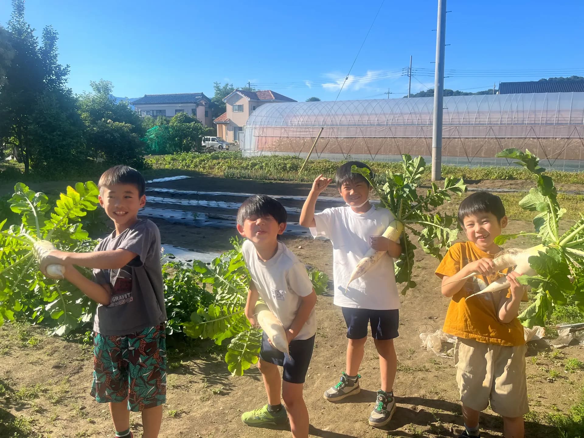 大根の収穫体験をするこどもたち